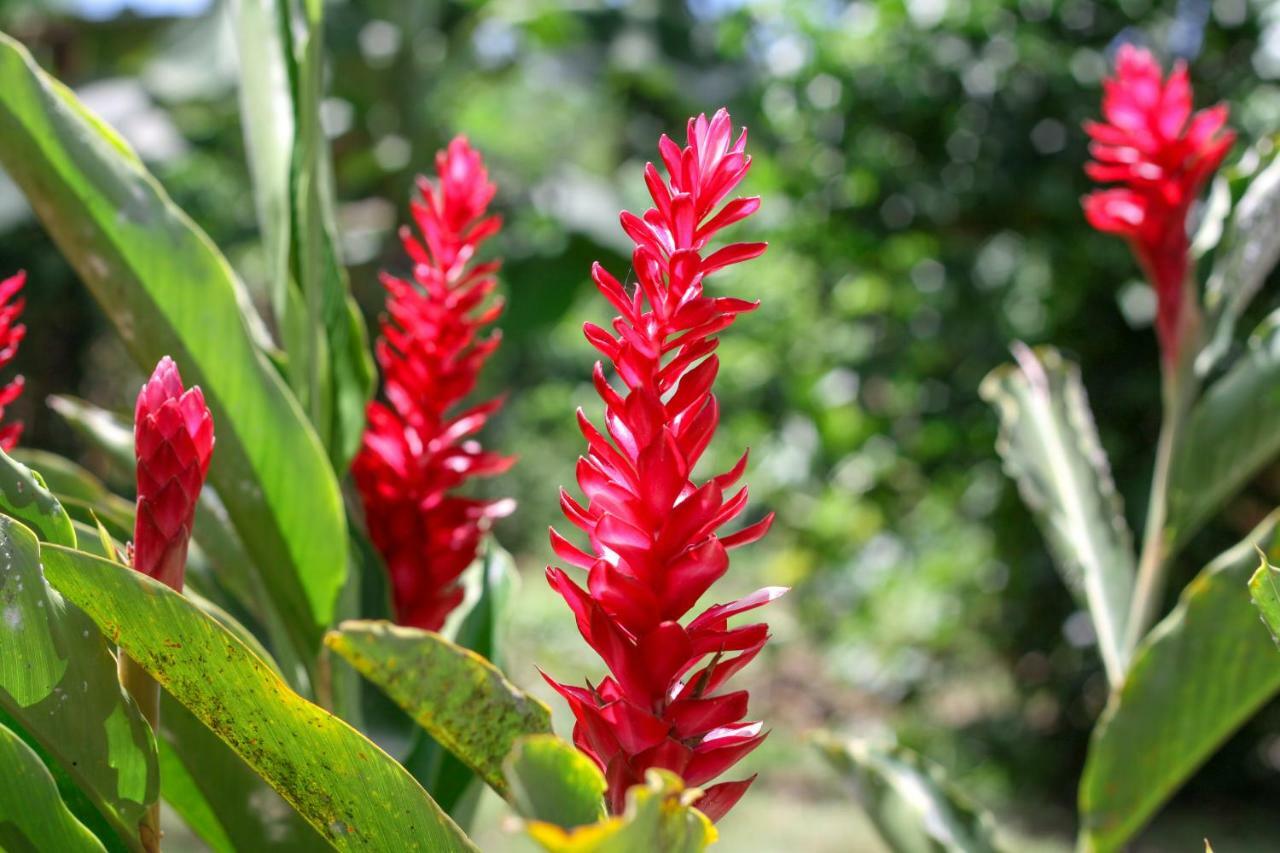 Samana Ecolodge El Limon Buitenkant foto