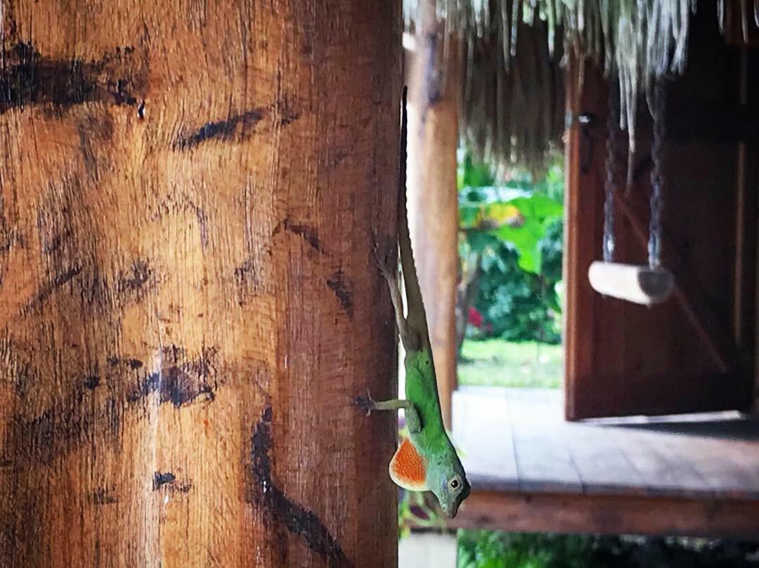Samana Ecolodge El Limon Buitenkant foto